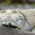 crocodile_american_tar_h_0037_cos0316.jpg